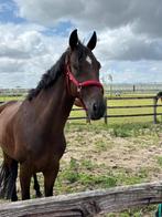 Prachtige 6 jarige ruin van Just Wimphof x Vivaldi, Dieren en Toebehoren, Paarden, Gechipt, Ruin, Dressuurpaard, L