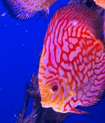 Discusvis groot, Dieren en Toebehoren, Vissen | Aquariumvissen, Vis