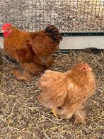 Koppeltje Cochin krielen, Dieren en Toebehoren, Meerdere dieren, Kip