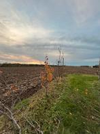 Conference Perenboom 1-2m, Ophalen, Lente