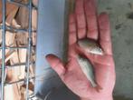 Spiegelkarpers en schupkarpers karpers, Dieren en Toebehoren, Vissen | Vijvervissen, Karper of Koi