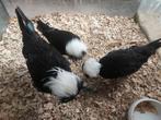 Hollandse witkuif krielen, Dieren en Toebehoren, Pluimvee, Meerdere dieren, Kip