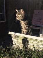 Lieve huiskat Blue zoekt een nieuw thuis., Kater, Gechipt, 6 jaar of ouder