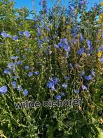 Wilde cichorei plantjes te koop, Ophalen, Zomer, Overige soorten, Volle zon