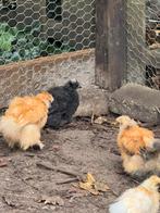 Af te halen haan en 5 kuikens zijdehoender, Dieren en Toebehoren, Pluimvee, Geslacht onbekend, Kip