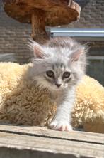Meest prachtige lieve Siberische kittens, Meerdere dieren, Gechipt, 0 tot 2 jaar