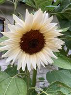 Witte zonnebloem - Helianthus annuus 'White Moon, Ophalen of Verzenden, Voorjaar, Volle zon, Zaad