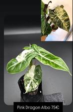 Alocasia Pink Dragon Albo Variegata, Huis en Inrichting, Kamerplanten, Ophalen of Verzenden, Halfschaduw, Minder dan 100 cm