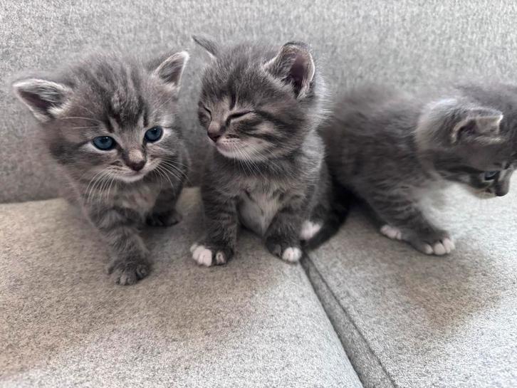 Brits Korthaar en Langhaar BESCHIKBAAR, Dieren en Toebehoren, Katten en Kittens | Raskatten | Langhaar, Meerdere dieren, Ontwormd