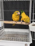 Tamme jonge Goudparkieten met DNA en getest op alle ziejtes, Meerdere dieren, Papegaai, Geringd