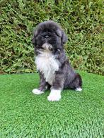 Mooi boomer pupje.  Teefje., Dieren en Toebehoren, Honden | Chihuahua's en Gezelschapshonden, Overige rassen, CDV (hondenziekte)