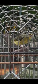 Mozambiquesijs man geringd 2024, Dieren en Toebehoren, Vogels | Overige Vogels, Mannelijk, Tropenvogel, Geringd