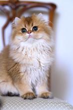 Britse langhaar black golden shell gezocht, Dieren en Toebehoren, Katten en Kittens | Raskatten | Langhaar, Geslacht onbekend