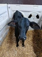 Holstein x Brahman stiertje, Dieren en Toebehoren, Mannelijk, 0 tot 2 jaar