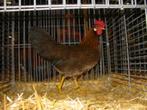 Kriel Leghorn bruinpratijs ZELDZAAM, Dieren en Toebehoren, Pluimvee, Vrouwelijk, Kip