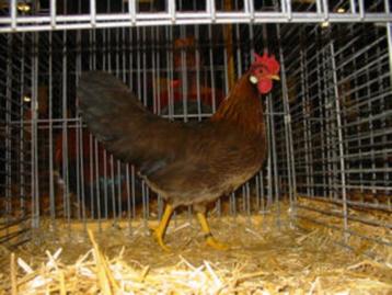 Kriel Leghorn bruinpratijs ZELDZAAM beschikbaar voor biedingen