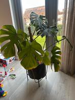 Monstera Kamerplant, Huis en Inrichting, Kamerplanten, Ophalen, Overige soorten, Halfschaduw, In pot