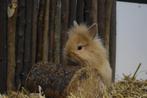 Lieve dwergkonijnen | Ruime keuze | Ingeënt!, Dieren en Toebehoren, Konijnen, Vrouwelijk, Dwerg, 0 tot 2 jaar