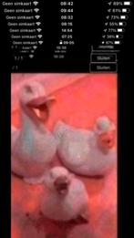 3 beeldjes, Ophalen, Gebruikt