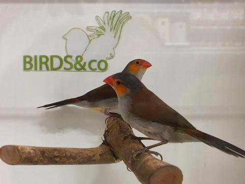 Koppel Oranjekaakjes beschikbaar, Dieren en Toebehoren, Vogels | Overige Vogels, Tropenvogel, Meerdere dieren