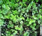 bodembedekkers penningkruid gele  dovenetel, Bodembedekkers, Vaste plant, Ophalen of Verzenden, Halfschaduw