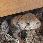 Jonge slakkenskink (Hemisphaeriodon gerrardi), Amfibie, 0 tot 2 jaar