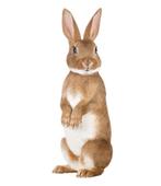 Muursticker Konijn / Rabbit, 12 x 32 cm - KEK Amsterdam, Kinderen en Baby's, Kinderkamer | Inrichting en Decoratie, Nieuw, Ophalen of Verzenden