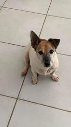 Jack Russel Demi, 8 jaar, Griekse hond, Dieren en Toebehoren, Honden | Jack Russells en Terriërs, Particulier, Rabiës (hondsdolheid)