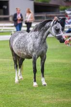 Wilsline’s Show Cookie Rose te koop, Dieren en Toebehoren, Pony's, Merrie, Gechipt, 3 tot 6 jaar, B pony (1.17m tot 1.27m)