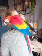 geelvleugel ara, Dieren en Toebehoren, Vogels | Parkieten en Papegaaien, Meerdere dieren, Papegaai, Geringd