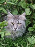 Dek kater met stamboom niet te koop, Dieren en Toebehoren, Katten en Kittens | Dekkaters