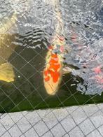 doitsu showa Japanse koi, Dieren en Toebehoren, Karper of Koi