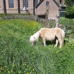 Te koop een hele mooie muschroom hengstje, Niet van toepassing, 0 tot 2 jaar, Hengst, Recreatiepony