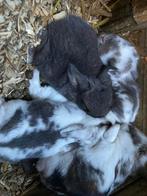 6 baby konijnen.., Dieren en Toebehoren, Konijnen