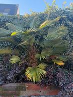 Te koop: Wintervaste palmboom – echte blikvanger!, 100 tot 250 cm, Zomer, Palmboom, Ophalen