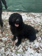 Bouvier Dekreu, Nederland, Reu, Parvo, Eén hond