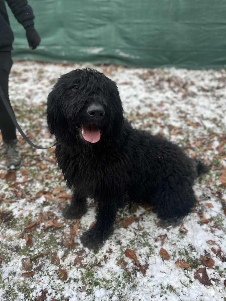 Bouvier Dekreu, Dieren en Toebehoren, Honden | Dekreuen, Reu, Fokker | Professioneel, Eén hond, Nederland, 3 tot 5 jaar, CDV (hondenziekte)