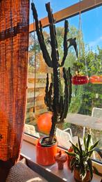 Grote Cactus zoekt nieuw thuis!, Ophalen, Cactus, Volle zon