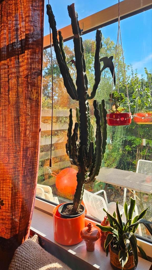 Grote Cactus zoekt nieuw thuis!, Huis en Inrichting, Kamerplanten, Cactus, Volle zon, Ophalen