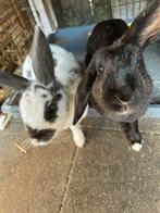 Twee lieve konijnen, Dieren en Toebehoren, Konijnen, Meerdere dieren