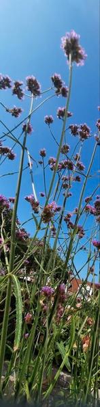 Verbena IJzerhard zaden zaadjes, Ophalen, Voorjaar, Volle zon, Zaad