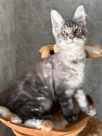 Mooi Maine Coon kitten met stamboom en 100% geteste ouders, Kater, Gechipt, 0 tot 2 jaar