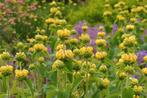 Zaden Phlomis Russeliana (Brandkruid), Ophalen of Verzenden, Voorjaar, Halfschaduw, Zaad