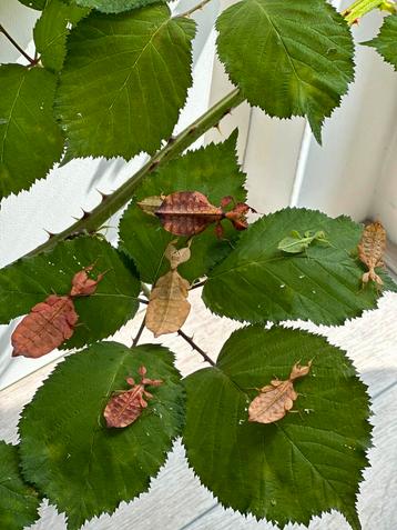 Eitjes en nimfjes van het wandelend blad Phyllium letiranti beschikbaar voor biedingen