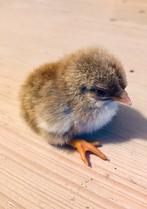 Leuken hand tame kuikens, Dieren en Toebehoren, Pluimvee, Kip, Meerdere dieren