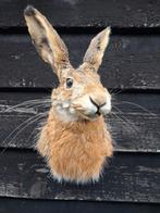 Opgezet hazenkopje nieuw, Verzamelen, Dierenverzamelingen, Ophalen of Verzenden, Nieuw, Wild dier, Gewei of Kop