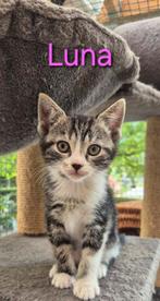 Deze knappe kittens zijn opzoek naar nieuw personeel, Dieren en Toebehoren, Katten en Kittens | Raskatten | Korthaar, Meerdere dieren