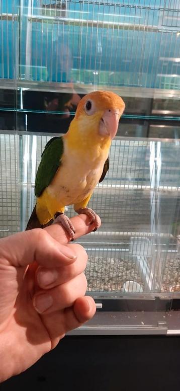 Roestkopcaiques super super lief en super tam.  beschikbaar voor biedingen
