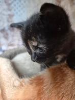 Schilpad lapjes turtle kitten poesje, Dieren en Toebehoren, Katten en Kittens | Overige Katten, Meerdere dieren, Kortharig, 0 tot 2 jaar