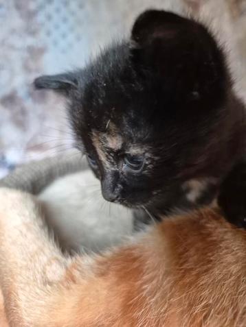 Schilpad lapjes turtle kitten poesje  beschikbaar voor biedingen